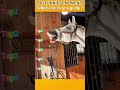 Funniest AnimalsMoments#funnyanimals #animalcomedy #dog#funny#funnyanimals#funnypets#animals