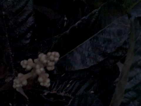 fruiting chamber or monotub Growing a Loquat Tree from Seed. Finally flowers and Fruits after 6 years!