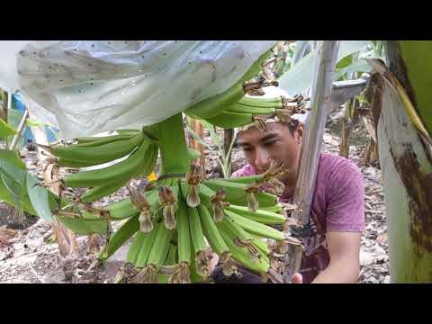 Video: Cómo Hacer Un Maná De Plátano Alucinante