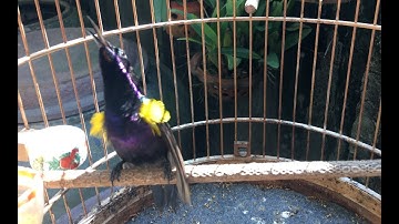 Hút mật tía ô vừa múa vừa hót (quay cận cảnh) - clip 2