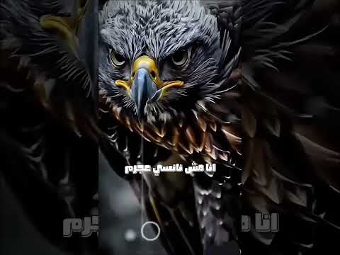 انا مش نانسي عجرم عشان اطبطب و ادلع اكسبلور خواطر تصميمي اقتباسات كلام من ذهب تصميم فيديوهات