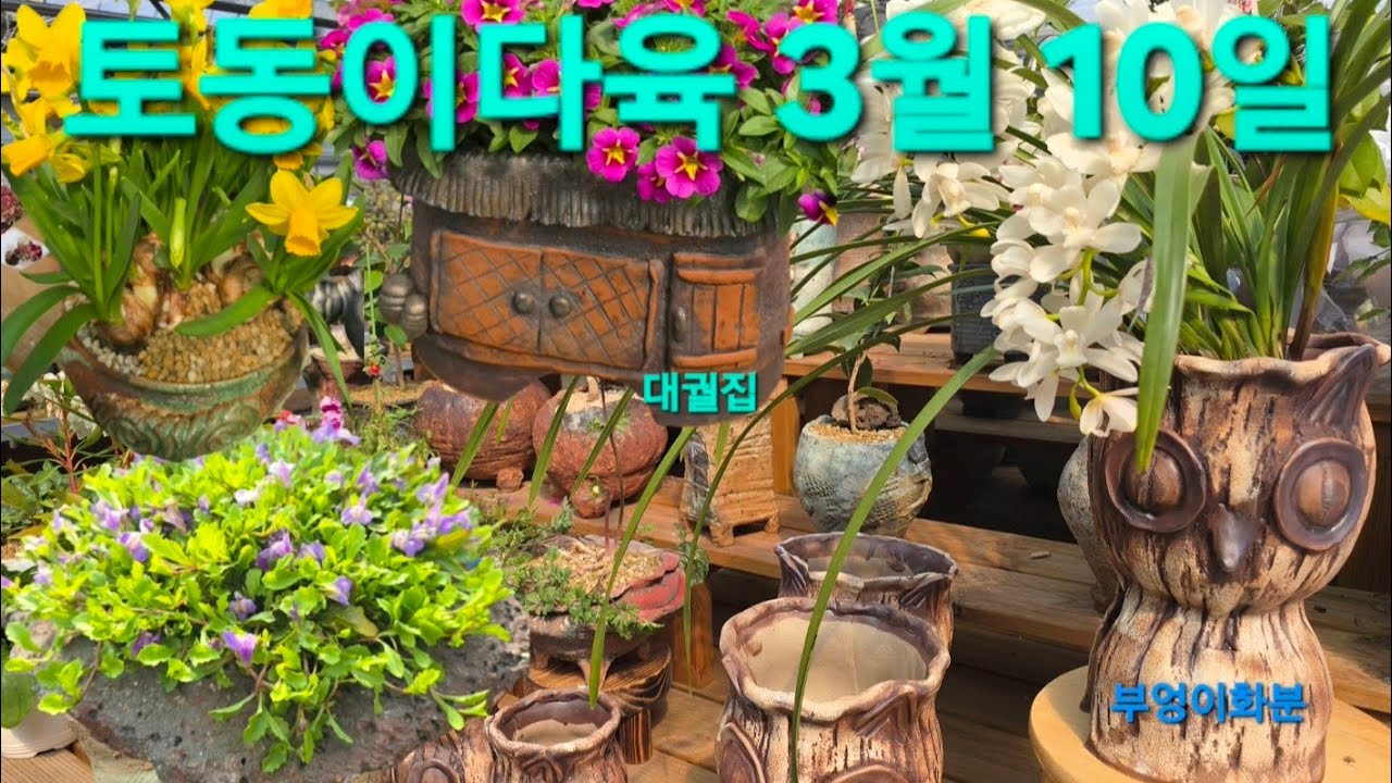 #쩡분 입고 #솔길분 #담시분 착한가격 #황토분갈이흙 #약토 #토동이다육