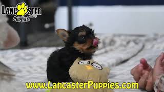 Cuddly Yorkshire Terrier Puppy