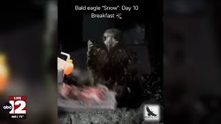 Snow the bald eagle self-feeds, a hopeful sign in recovery