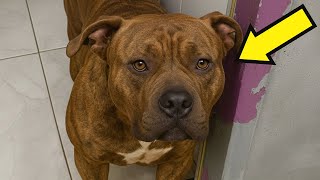 HE WARNED ME NOT TO ADOPT THIS ‘WILD’ SHELTER DOG — WHAT HE DID…​​​​​​​​​​​​​​​​