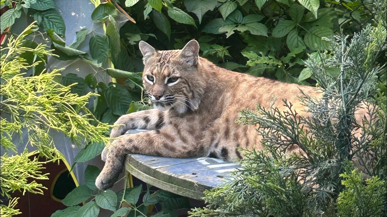 Some bobcat enrichment and adorable noises - YouTube