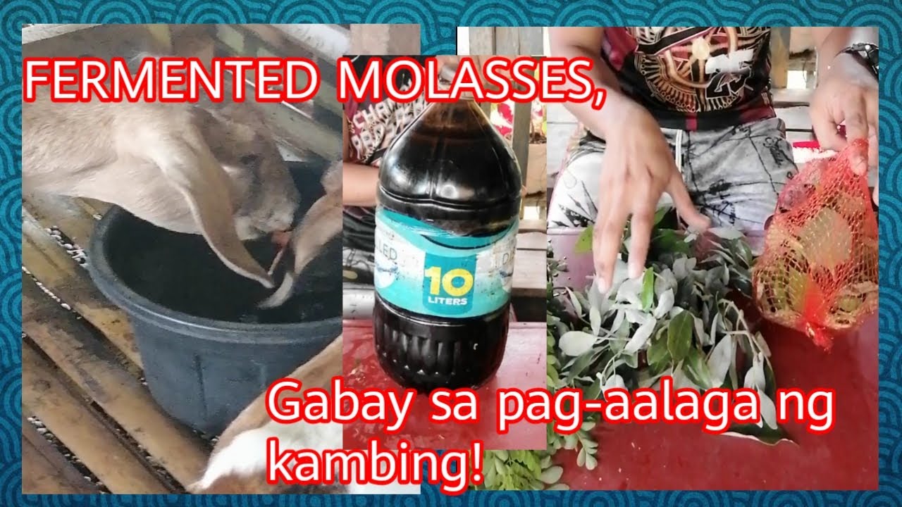 DIY Fermented molasses, gabay sa pagaalaga ng kambing. YouTube