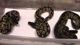 pied x blackhead clutch!!