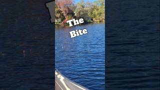 Catching Pickerel , bite! #bassfishing #fishing #shorts