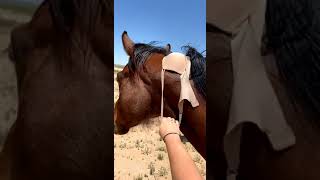Cowgirl Uses Bra to Wrangle Escaped Horse