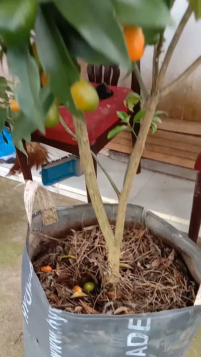 Jeruk Nagami jeruk yang bisa dimakan dgn Kulitnya #nagami #jeruk #kebunjeruk #shorts #viral