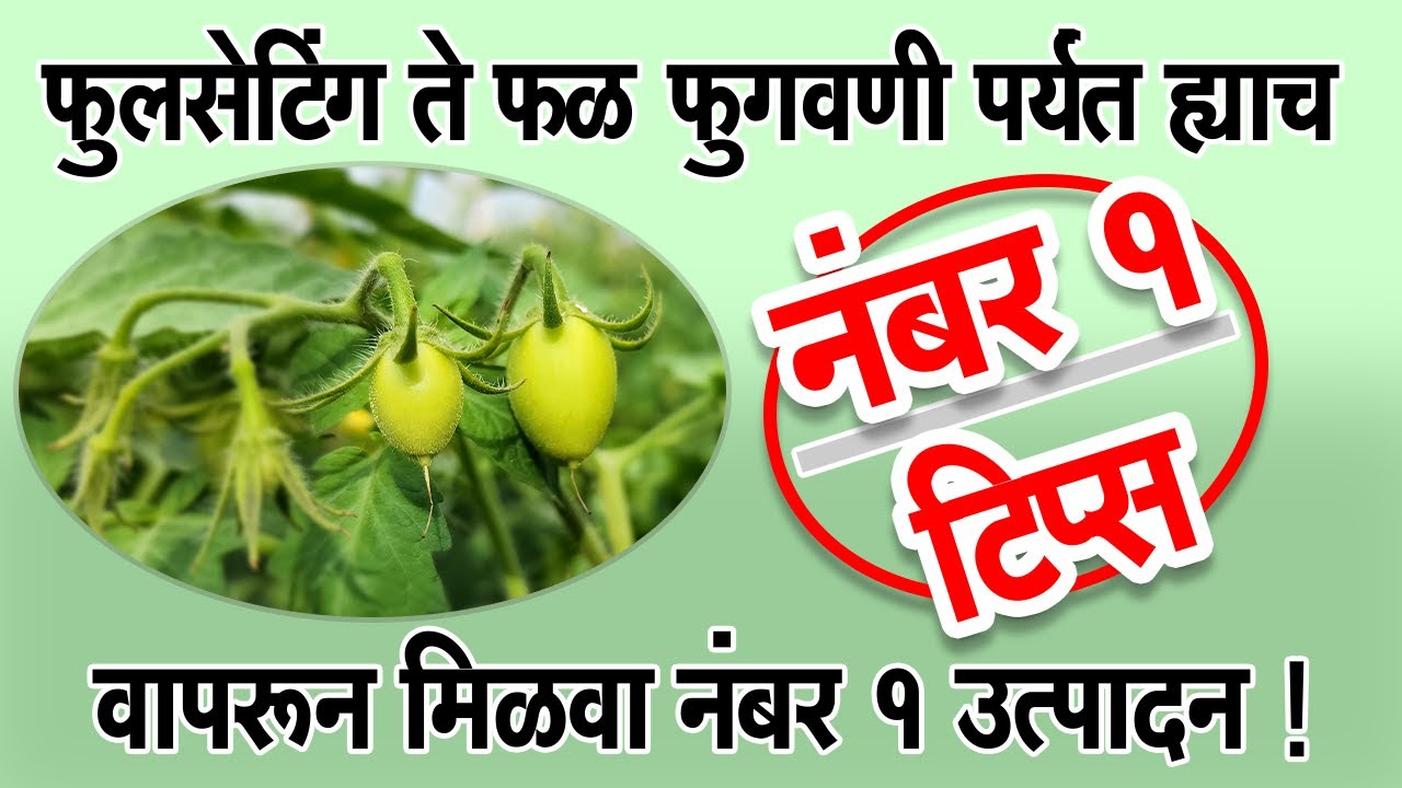 #फुलसेटिंग ते #फळ_फुगवणी पर्यंत ह्याच #नंबर १ #टिप्स वापरून मिळवा नंबर १ #उत्पादन!।#Dr_Kisan#टोमॅटो।