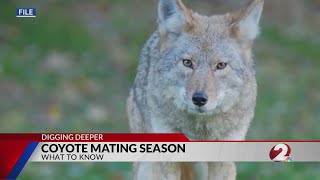 Experts: Keeping pets safe during coyote mating season