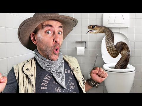 Angry Brown Snake in Toilet!  @BraveWilderness