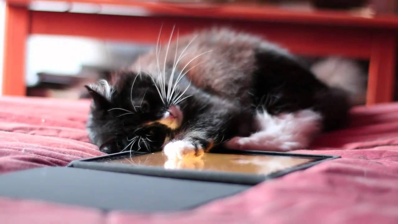 DANNA PLAYING "GAME FOR CATS" IPAD YouTube