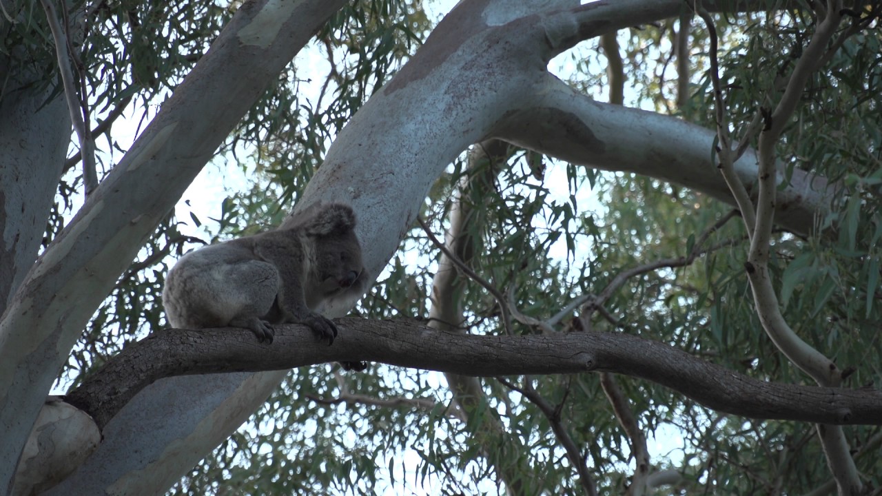 Sleepy koala in a gum tree