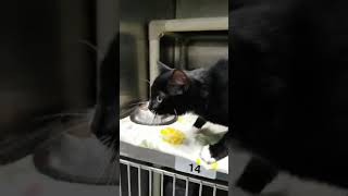 Video of adoptable pet named Posey - At the Shelter