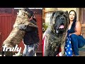 Ultimate Guard Dog Weighs 200lbs | TRULY