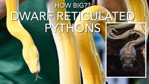 DWARF RETICULATED PYTHONS: thoughts on actual size, housing and petability!