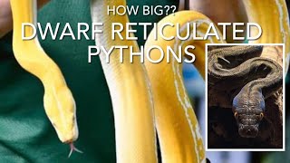 DWARF RETICULATED PYTHONS: thoughts on actual size, housing and petability!