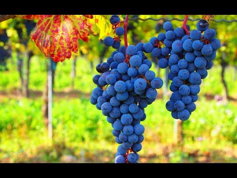 Почему КИШМИШ? В чём его польза? Виноград без косточки!