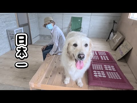 Kurt Meyer Fluweh 犬と蜂 This is without a doubt the sturdiest and coolest doghouse