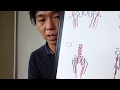 大腰筋を使える様になるための基礎知識①