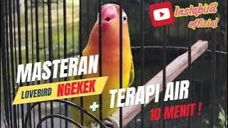 Masteran Murai Batu Lovebird ngekek 1 menit tanpa jeda durasi full 10 menit (Terapi Air)