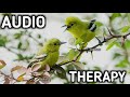 Ampuh Suara Pancingan Burung Sirtu Common Iora Agar Cepat Bunyi Mp3 - Mp4 Download