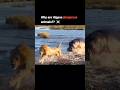 Why hippos are dangerous animal??🥶💀☠️ #viral #viralvideo #youtubeshorts