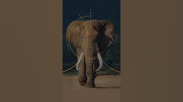 Golden Ratio Logo Design for Deer, Elephant, and Fox.#logo #logodesign #logomaker