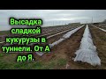 Сладкая кукуруза. Высажуем в тунелли под пленку.