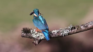 Surah Ar-Rehman Full | Abdul Rahman Al-Sudais (HD)|سورة الرحمان| | Islamic Education |#Surah