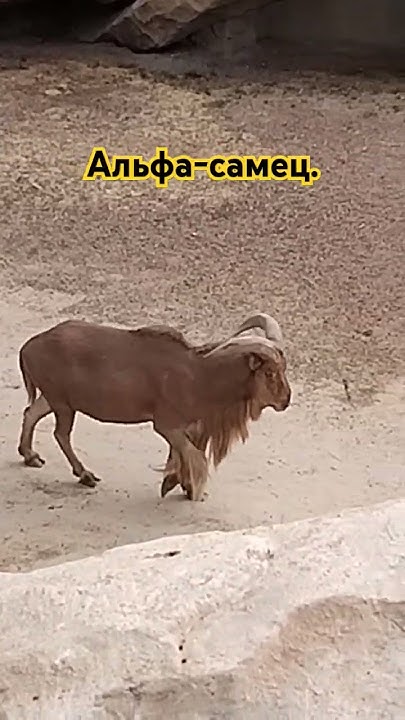 Гривистый баран. - YouTube