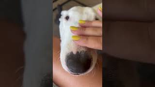 Sweetest Bull Terrier Dog