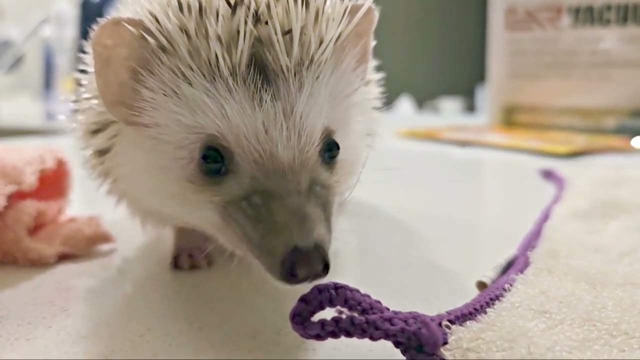 Cutest Hedgehog Ever Tries to Bite Things