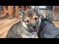 Greenland Dog Pups の動画、YouTube動画。