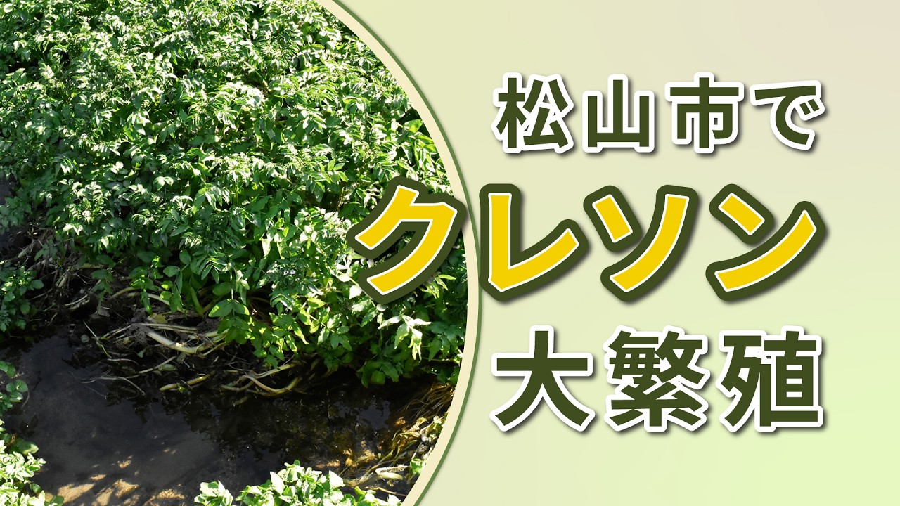Massive Watercress Outbreak in Matsuyama City - YouTube