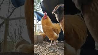 Ever See A Bearded Lady? Hold On A Sec. My Face Itches.