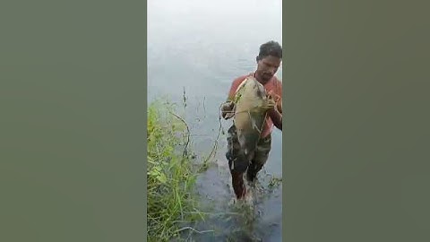 big fish 🐠  #song #bollywood #comedy #funny #memes #reels #trending #viral