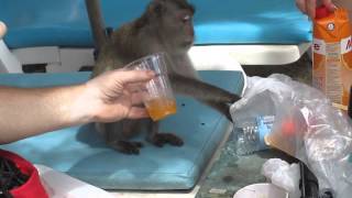 наглая обезьяна алкоголик