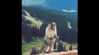 Squirrel shout || meme clips for #editing video || #contentcreation
