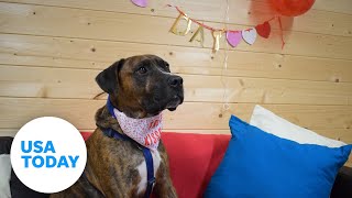 Pup stood up at his own Valentine's Day adoption party | USA TODAY