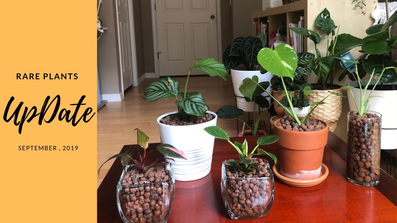 Monstera Thai, Pink Princess, Calathea Plants Update (Part 1) Sep