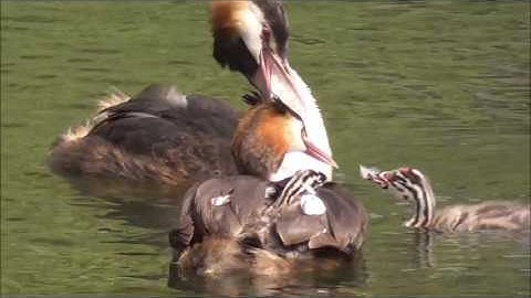 Great Crested Grebe parents feeding feathers to their young