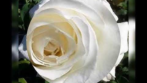 قراءة من صلاة التراويح لسورة نوح ..نور الدين صحراوي