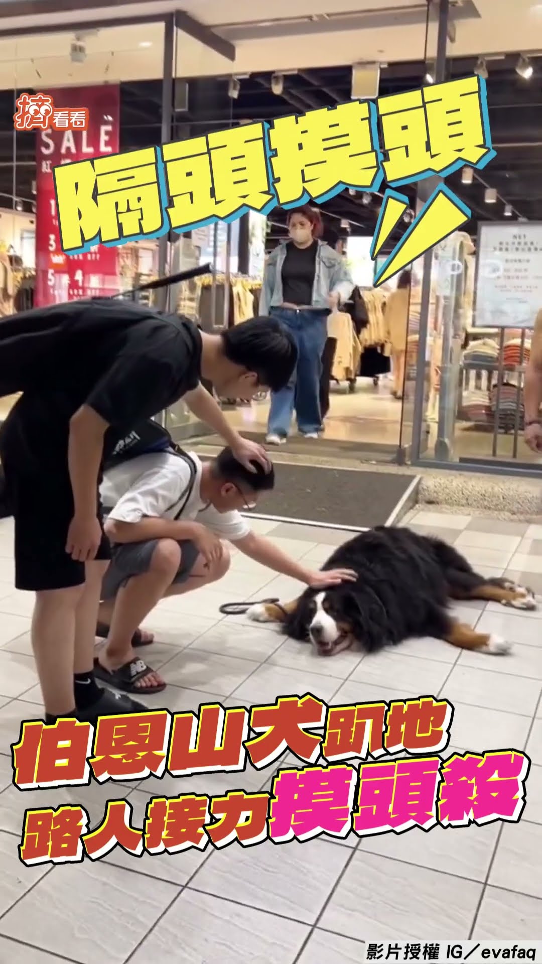 伯恩山犬趴地放風被討摸摸! 4路人「接力摸頭殺」連成一線｜TVBS新聞｜擠看看@TVBSNEWS01