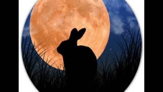 Chinese Year of the Rabbit  兔年