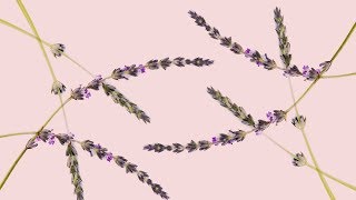 Educational Video - Ethos Lavender Base