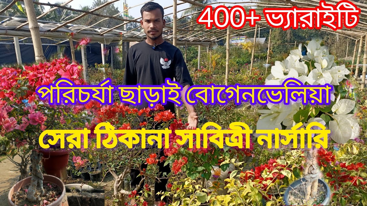 পরিচর্যা ছাড়াই বোগেনভেলিয়া।। BOUGAINVILLEA WITHOUT NURTURING.সেরা ঠিকানা সাবিত্রী নার্সারি।। 